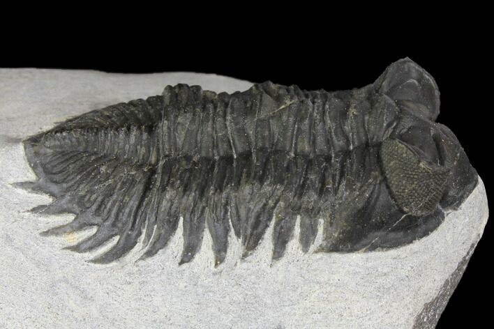 Bargain, Coltraneia Trilobite Fossil - Huge Faceted Eyes #137703